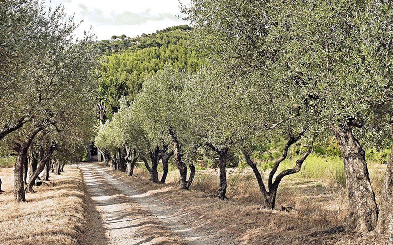 Nador : 17.000 hectares plantés en oliviers depuis 2010
