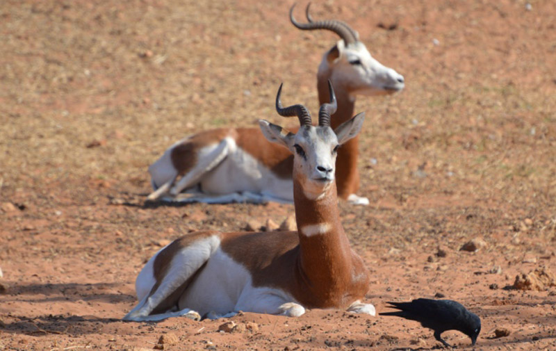 Dakhla: La réintroduction d’antilopes en bonne voie