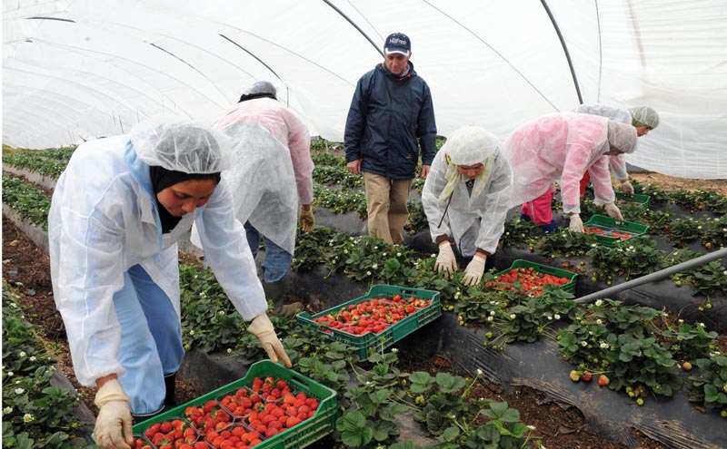 Province d’Al Haouz: 62 millions DH pour l’agriculture solidaire