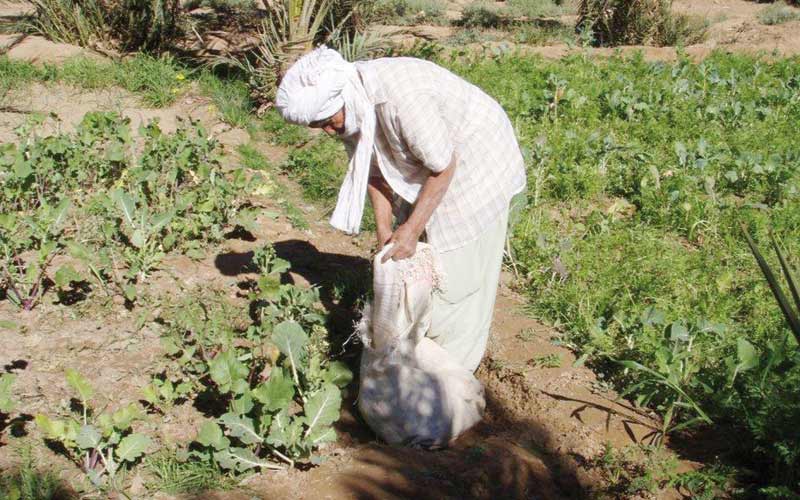 Tan Tan: 29 millions dh pour le secteur agricole