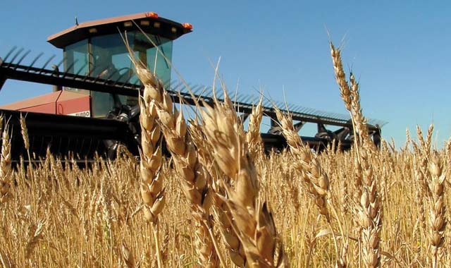 La collecte cumulée des céréales atteint près de 13,5 millions de quintaux