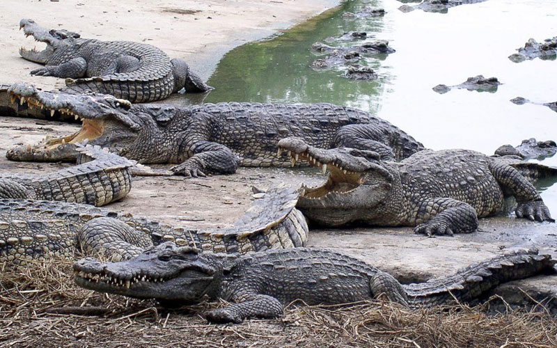 Thaïlande : une femme se suicide en se jetant dans une fosse aux crocodiles