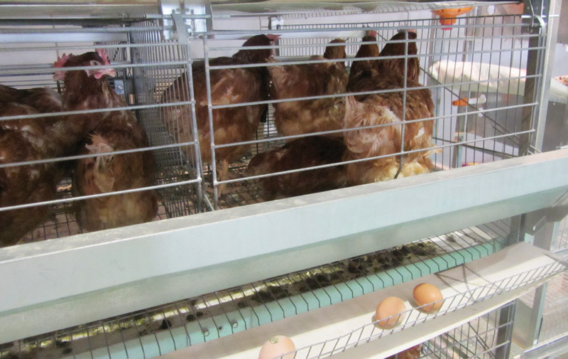 Aviculture: 18 ouvriers et techniciens récompensés