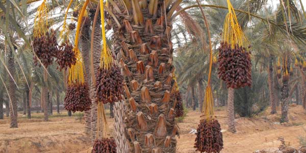 Erfoud : les Dattes du Maroc font leur salon International