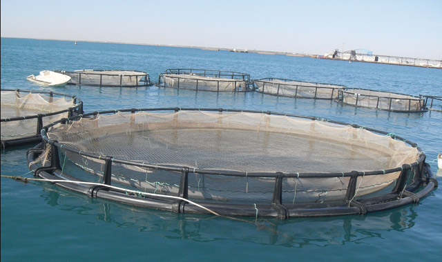 Aquaculture Produire du poisson sans épuiser la ressource Aujourd