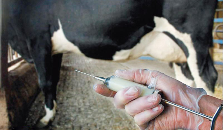Fièvre aphteuse : la 1ère phase de vaccination a atteint 84 % de l’objectif