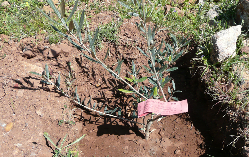 «Pour un milliard d’arbres», les agriculteurs d’Al Haouz s’y mettent