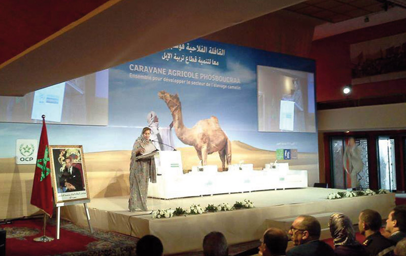 Lancement de la «Caravane agricole Phosboucraâ 2015» à Laâyoune: L’élevage camelin en vedette