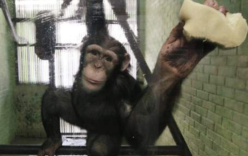 Etats-Unis: chimpanzés ne serviront plus à la recherche des labos publics