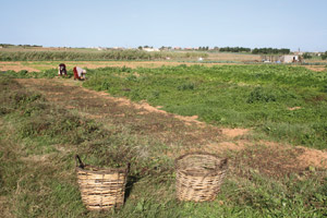 Khénifra : Vers la mise à niveau de la petite
et moyenne irrigation