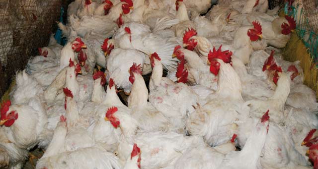 Aviculture : Dawajine souffle sa 15ème bougie