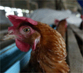 Grippe aviaire : Le maroc se protège