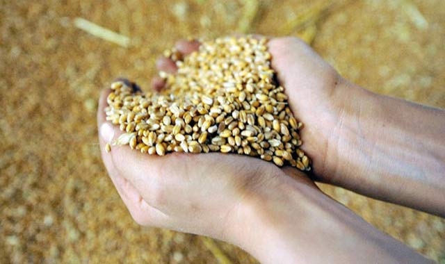Céréales : 21 millions de quintaux dans les silos à fin juillet
