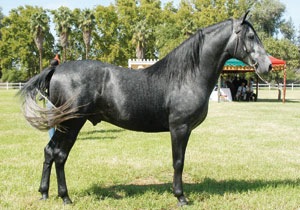 Championnat national de chevaux : les chevaux barbes en compétition