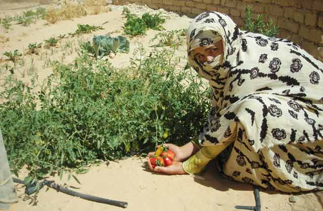 Laâyoune : Des mesures pour une bonne campagne agricole