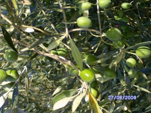 Larache : Plantation de 5.000 ha d’olivier