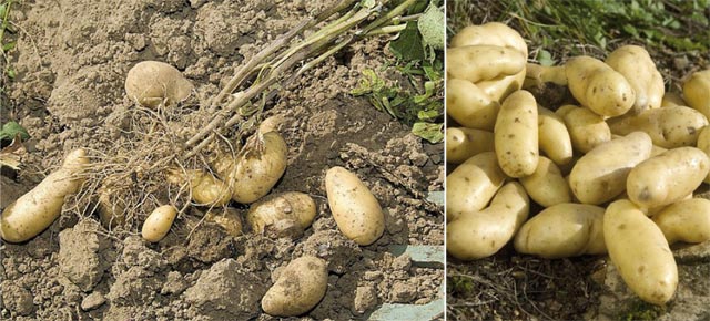 Tanger-Tétouan : 3000 ha supplémentaires consacrés à la culture de la pomme de terre