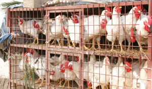 Salmonella Kentucky : Les aviculteurs s’interrogent sur la présence effective de cette bactérie