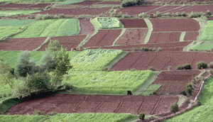 Khénifra : Plus de 188.000 ha programmés pour la culture céréalière