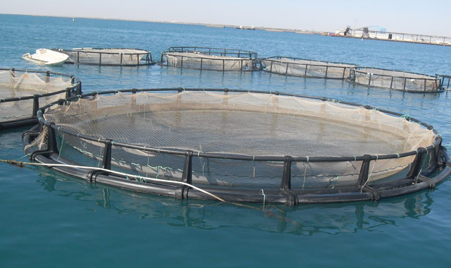 Al Hoceima inaugure le cycle des journées de l aquaculture