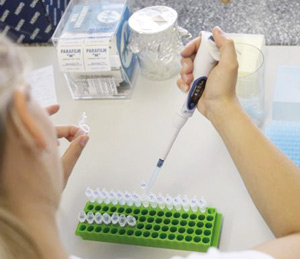 Bactérie E.coli : Le bilan s’alourdit à 33 morts