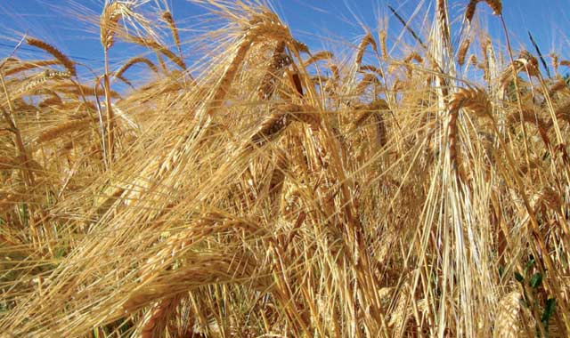 Maroc : 6,6 millions de dollars pour le renforcement de la capacité de mouture des cultures de blé dur