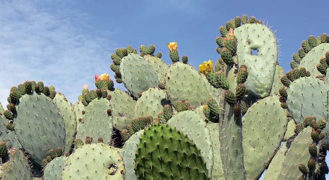 Cactus, safran et dattes, premiers bénéficiaires de l agriculture solidaire