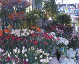 Tanger : Marché des fleurs : Regain d’activité pendant la période des fêtes