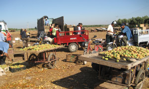 Beni Mellal : le commerce des figues de barbarie fleurit pendant le Ramadan