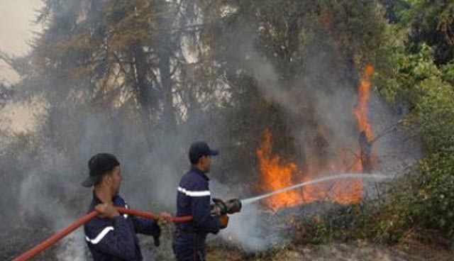 Incendie de forêt près d’Al Hoceima : 8 hectares de végétations ravagées !