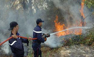 Tanger : l’incendie de la forêt de Sania totalement maîtrisé