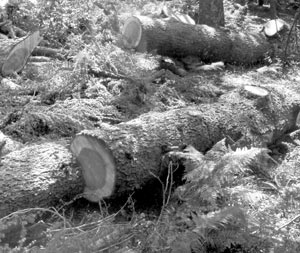 Environnement : Al-Hoceïma : Alerte sur la cédraie de Jbel Tidighine