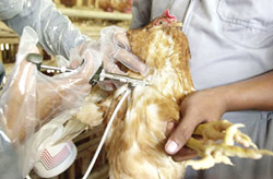 Grippe aviaire : le Maroc met le paquet