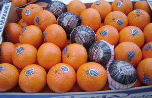 Berkan : mobilisation pour booster la production agrumicole