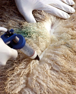 Kénitra : vaccination de 11.000 têtes de moutons dans la région