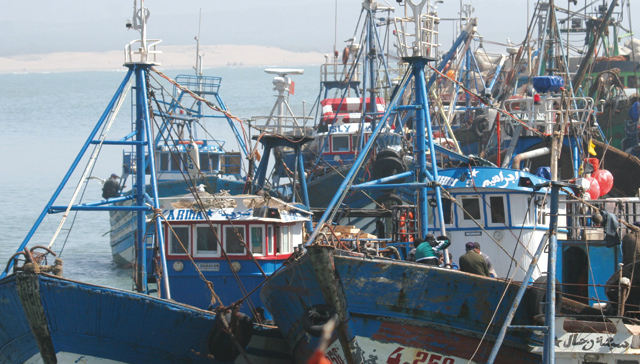Région de Tétouan-Chefchaouen : interdiction de la récolte et de la commercialisation des coquillages issus d’Oued Laou-Kaa Asrass
