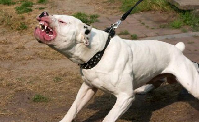 Adoption à l’unanimité du projet de loi sur la prévention et à la protection des personnes contre les dangers de chiens