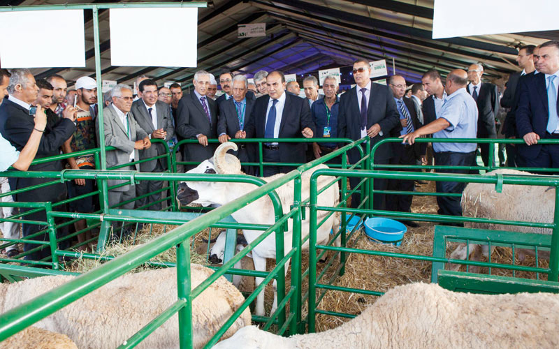 Le Salon international de développement de l’élevage Tadla-Azilal prône les retombées de l’élevage