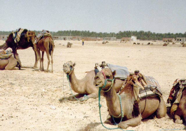 Smara : 277 bénéficiaires des projets inscrits dans le cadre du programme de l économie sociale
