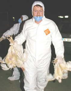 Grippe aviaire : l’Europe inquiète