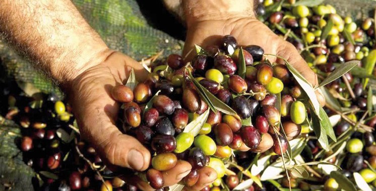 Oléiculture : 297.000 hectares plantés en olivier