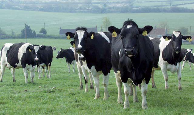 Traçabilité: Les bovins auront aussi leur carte d’identité !