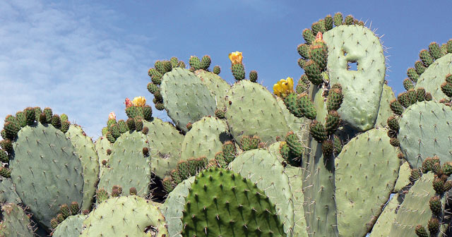 Agriculture : Le cactus, une mine d’or dans le désert marocain