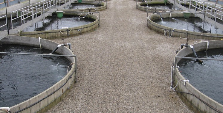 Un nouveau souffle pour l’aquaculture