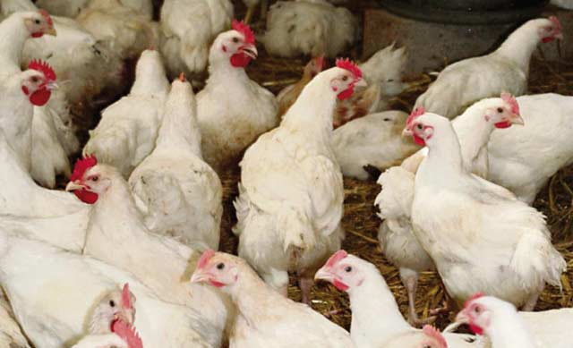 Grippe aviaire: le Maroc arrête les importations de volaille française