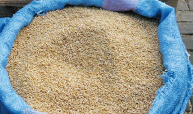 Les importations de céréales dépassent la production avec un stock de 23,7 millions de quintaux en octobre
