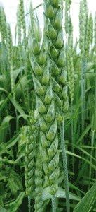 La collecte nationale de céréales a atteint 19,4 millions de quintaux