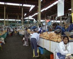 Le poulet commence à redresser la crête