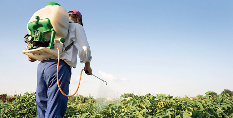Élimination des pesticides obsolètes: Le Maroc et la FAO poursuivent leurs efforts communs