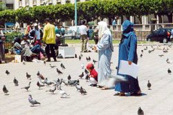 Casablanca : Les pigeons sont libres